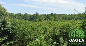 Dzialka Nowa Wieś Wielka - Olimpin 